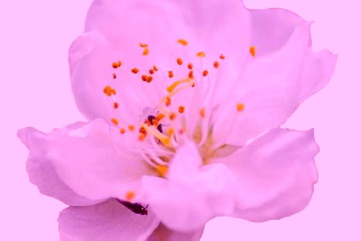 escort Flor Blanca