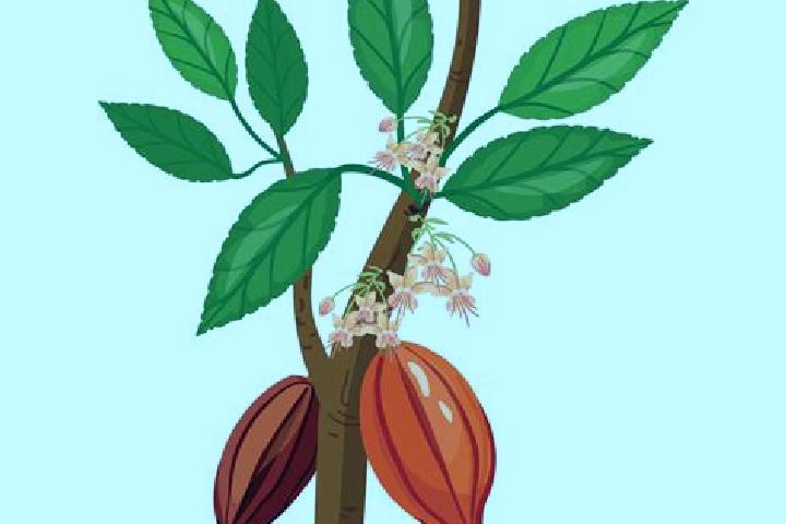 escort Flor de Cacao