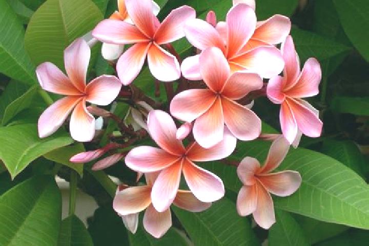 escort Flor de Mayo