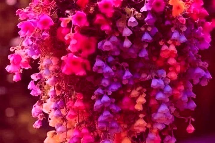 escort Flores de Begona