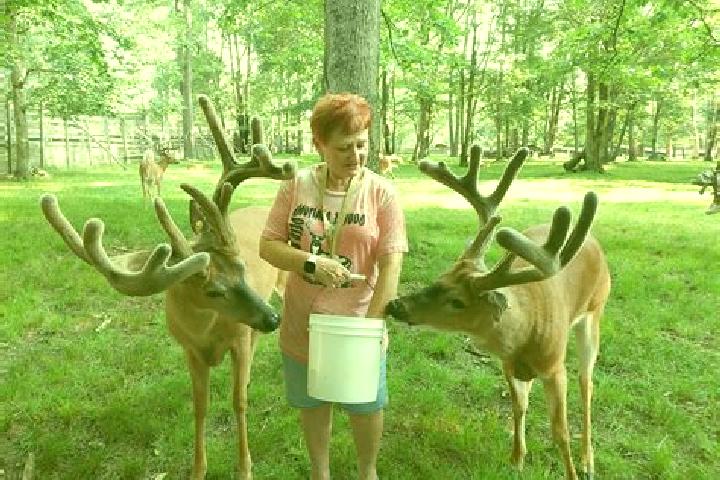escort Forest Ranch