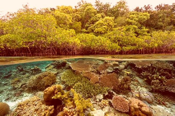 escort Forest Reefs