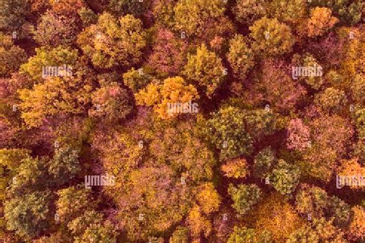 escort Forest View