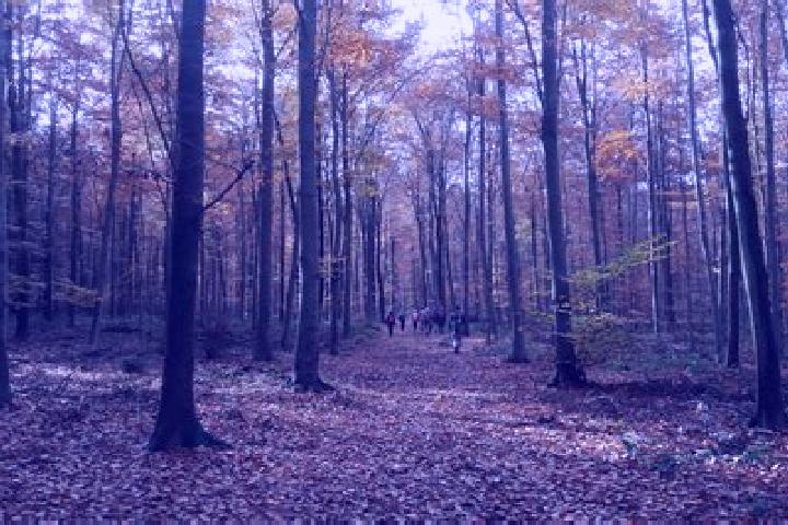 escort Foret