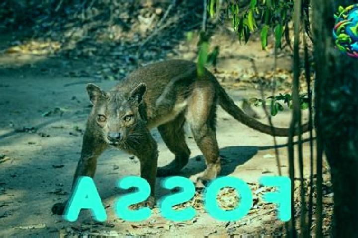 escort Fossa