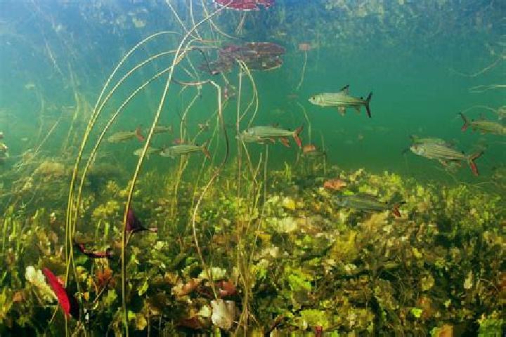 escort Freshwater