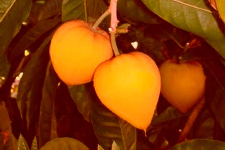 escort Fruta de Leite