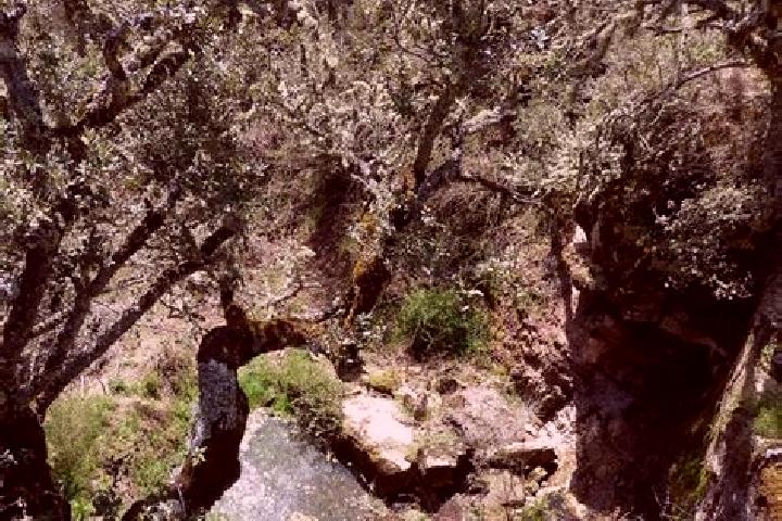 escort Fuentes de Magana