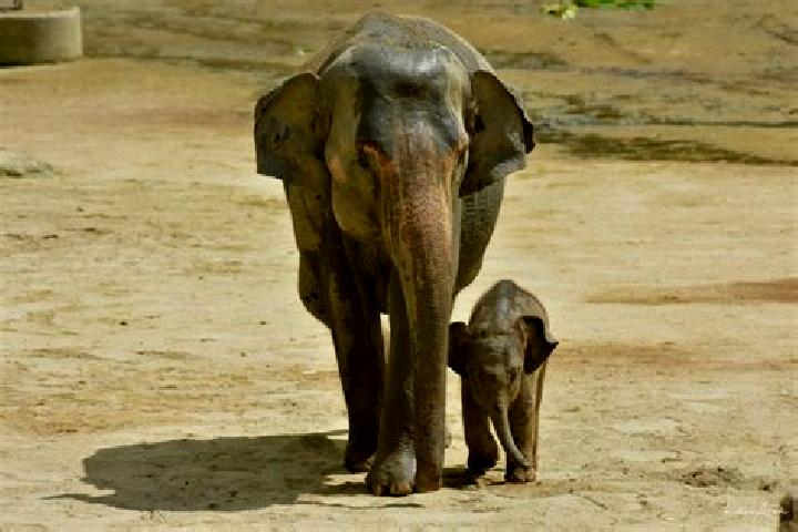 escort Gajah