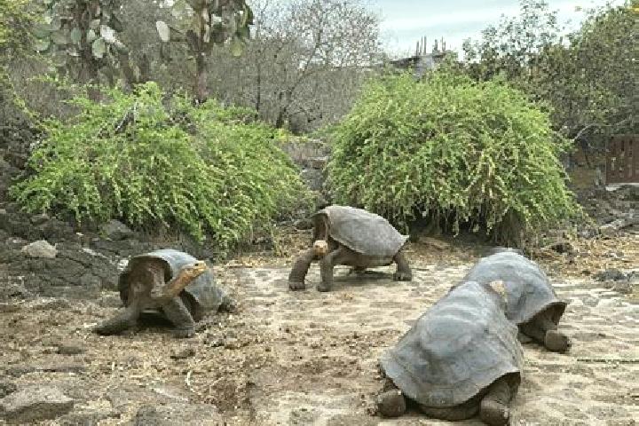 escort Galapagos
