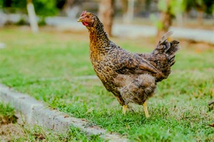 escort Gallina