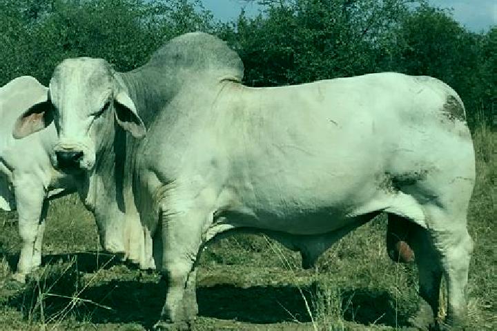 escort Garha Brahman