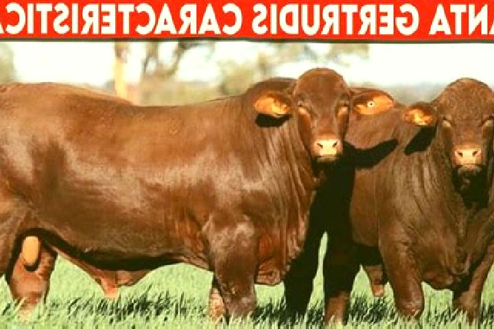 escort Garzones (Santa Gertrudis)