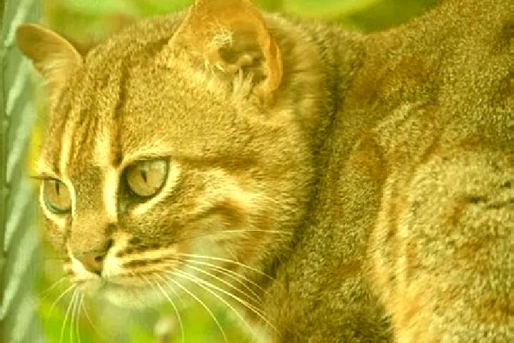escort Gato Colorado