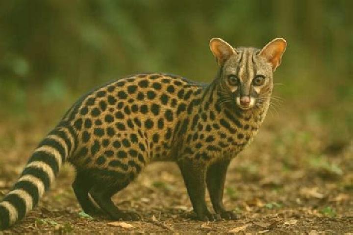 escort Genet
