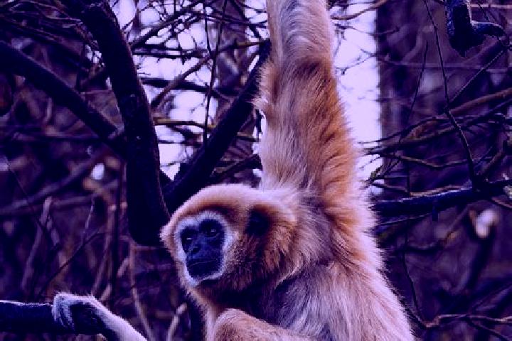 escort Gibbon