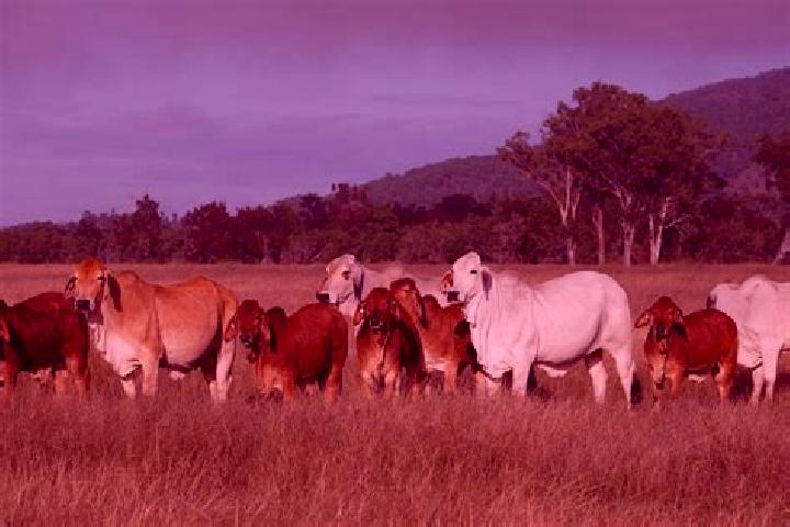 escort Glen Innes