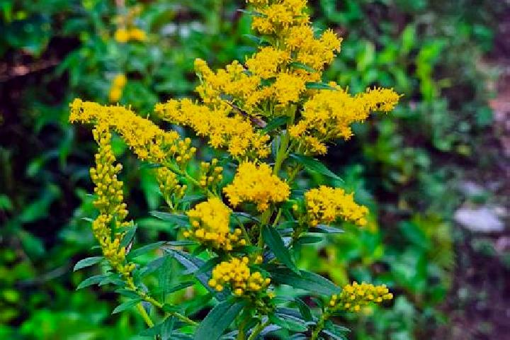 escort Goldenrod