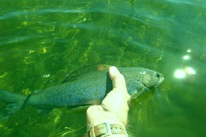 escort Grayling
