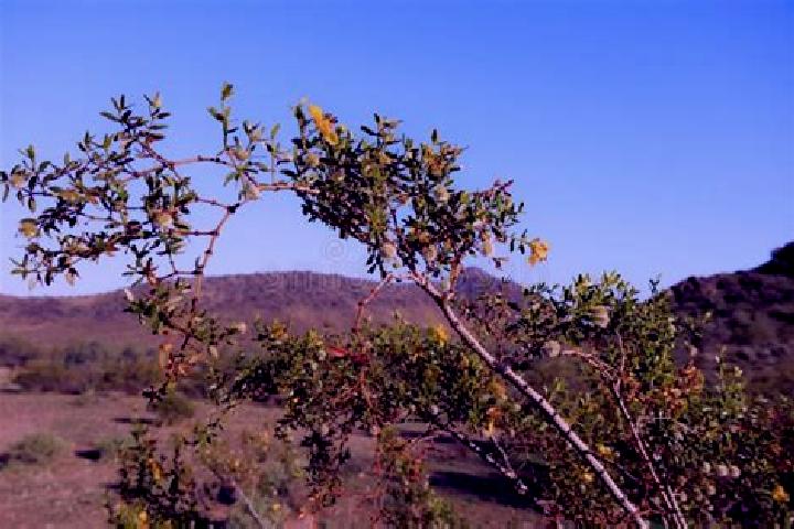 escort Greasewood