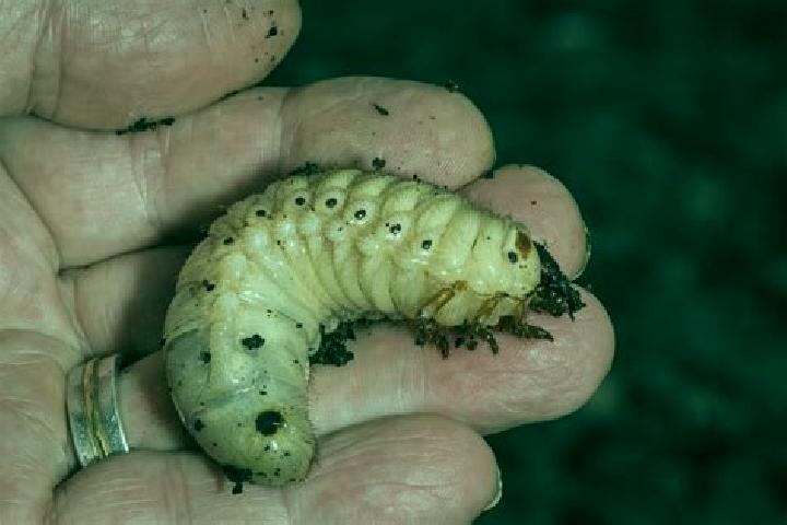escort Grub