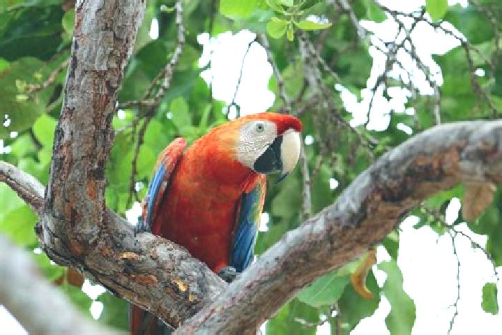 escort Guacamaya
