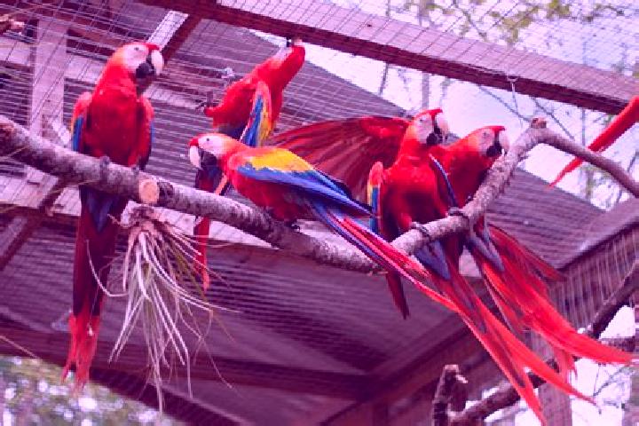 escort Guacamayas
