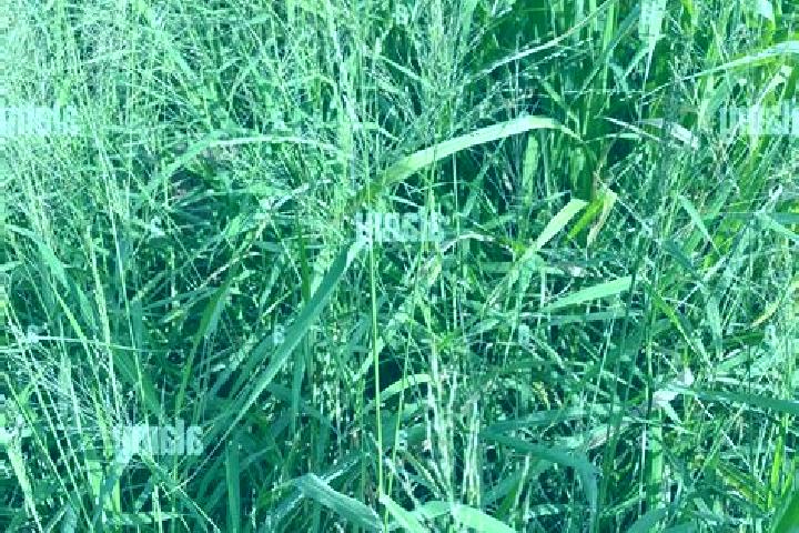 escort Guinea Grass