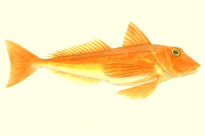 escort Gurnard