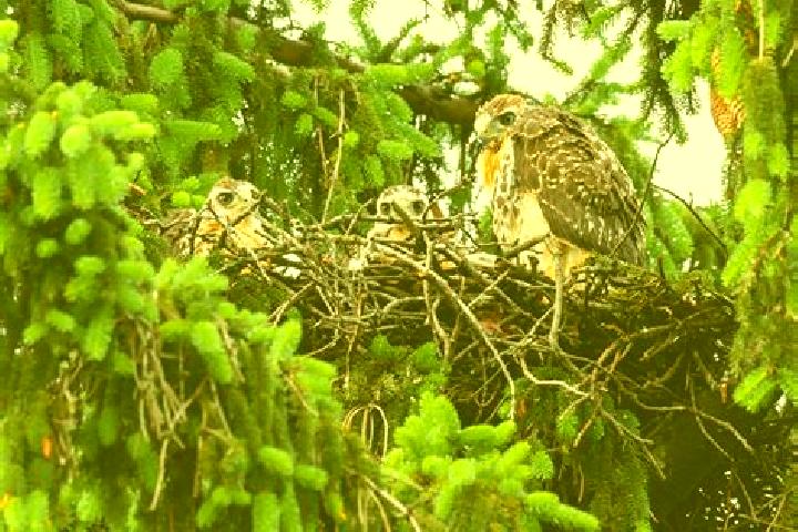 escort Hawks Nest