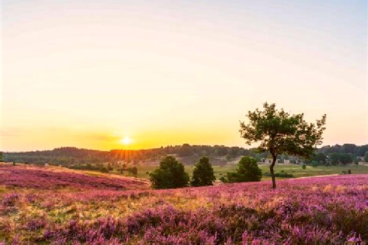 escort Heide
