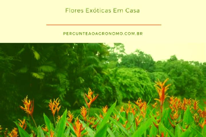 escort Heliconia