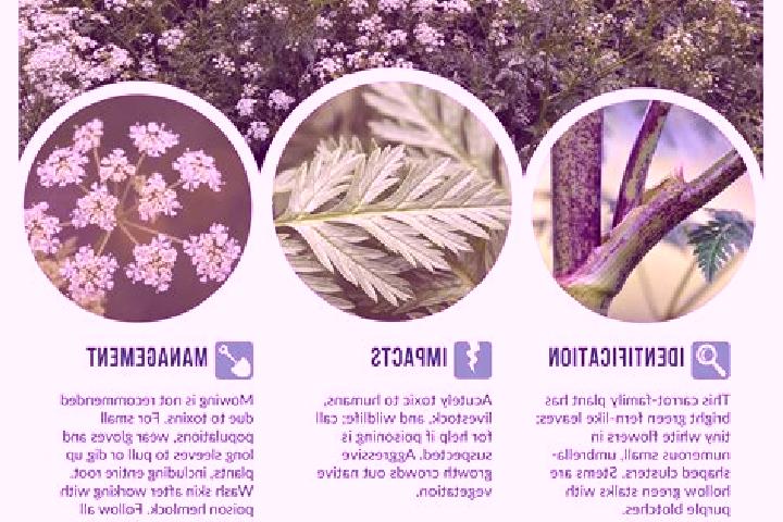 escort Hemlock