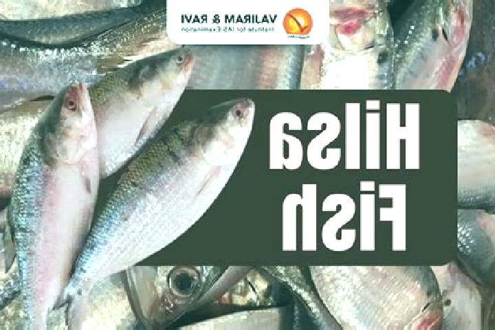 escort Hilsa