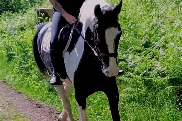 escort Hohen Wangelin