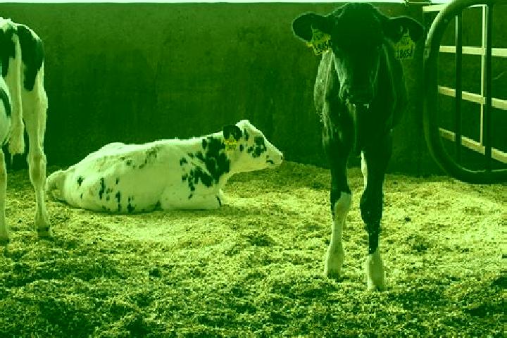escort Holstein