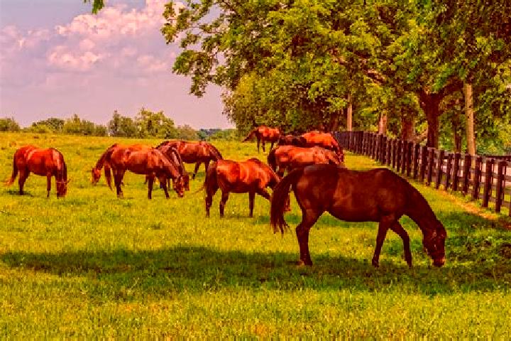 escort Horse Pasture