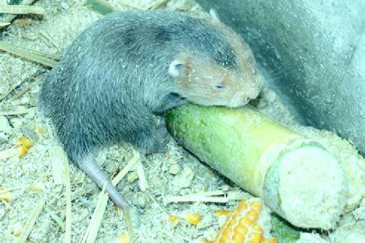 escort Huai Rat