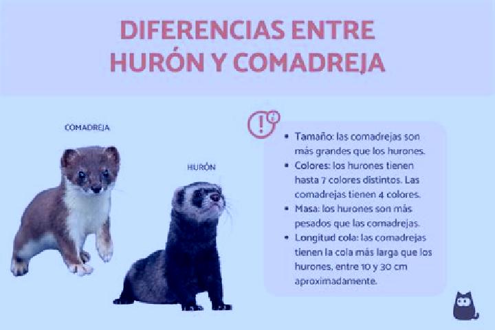 escort Hurones