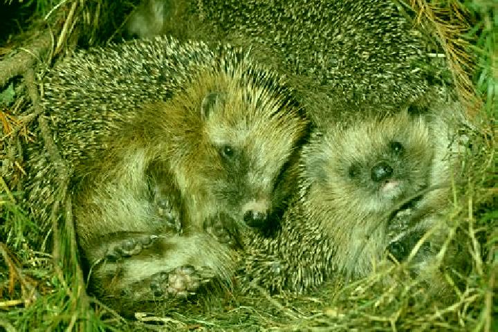 escort Igel