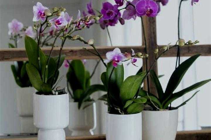 escort Infonavit Orquideas