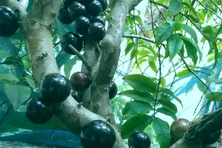 escort Jaboticaba