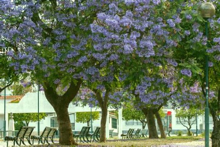 escort Jacarandas