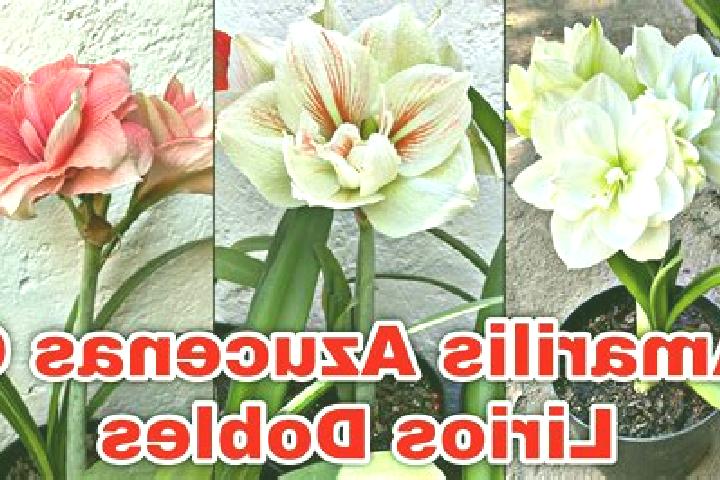 escort Jardines de Azucenas (La Floresta)