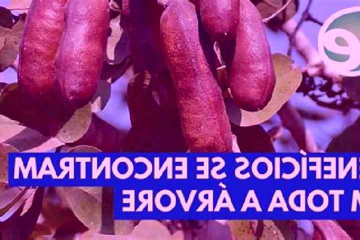 escort Jatoba do Piaui