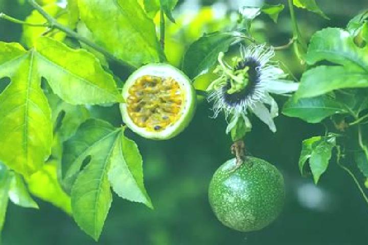 escort Jobchenon (La Granadilla)