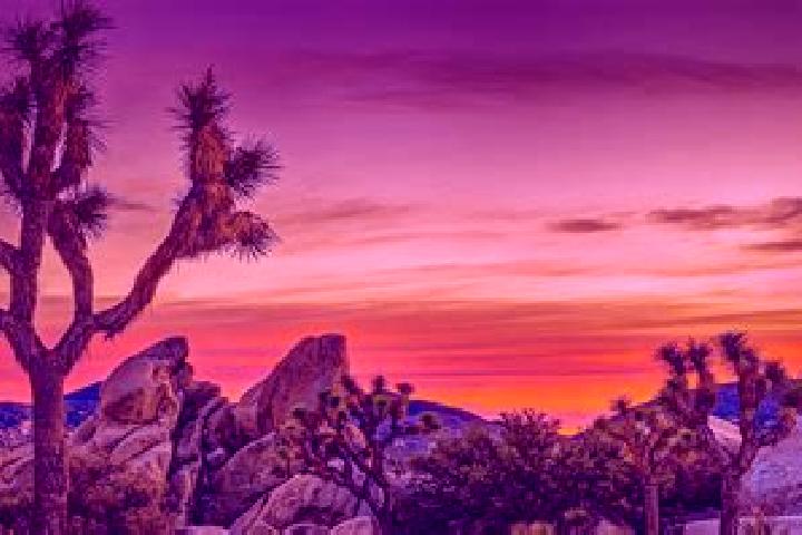escort Joshua Tree