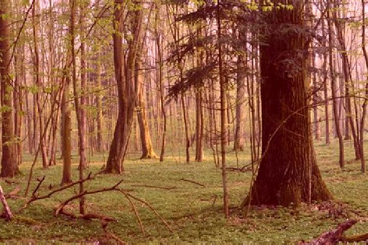 escort Kakolewnica Wschodnia
