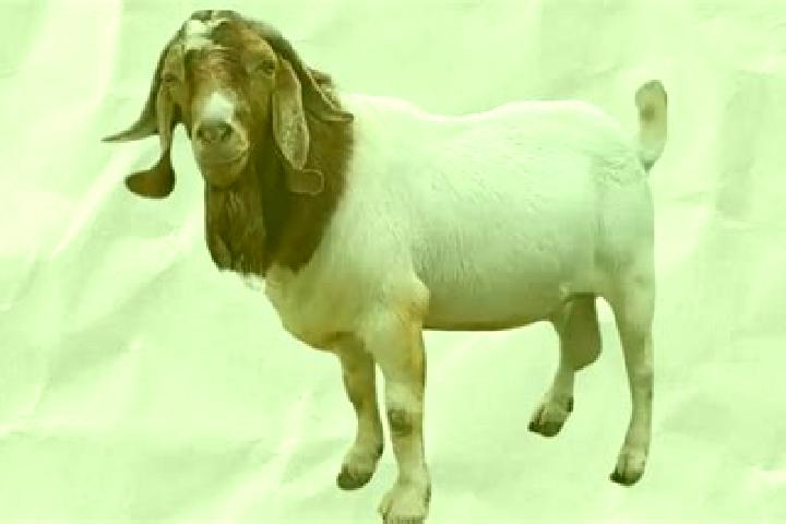 escort Kambing