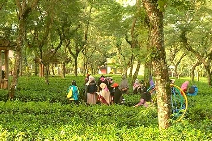 escort Kampung Teh